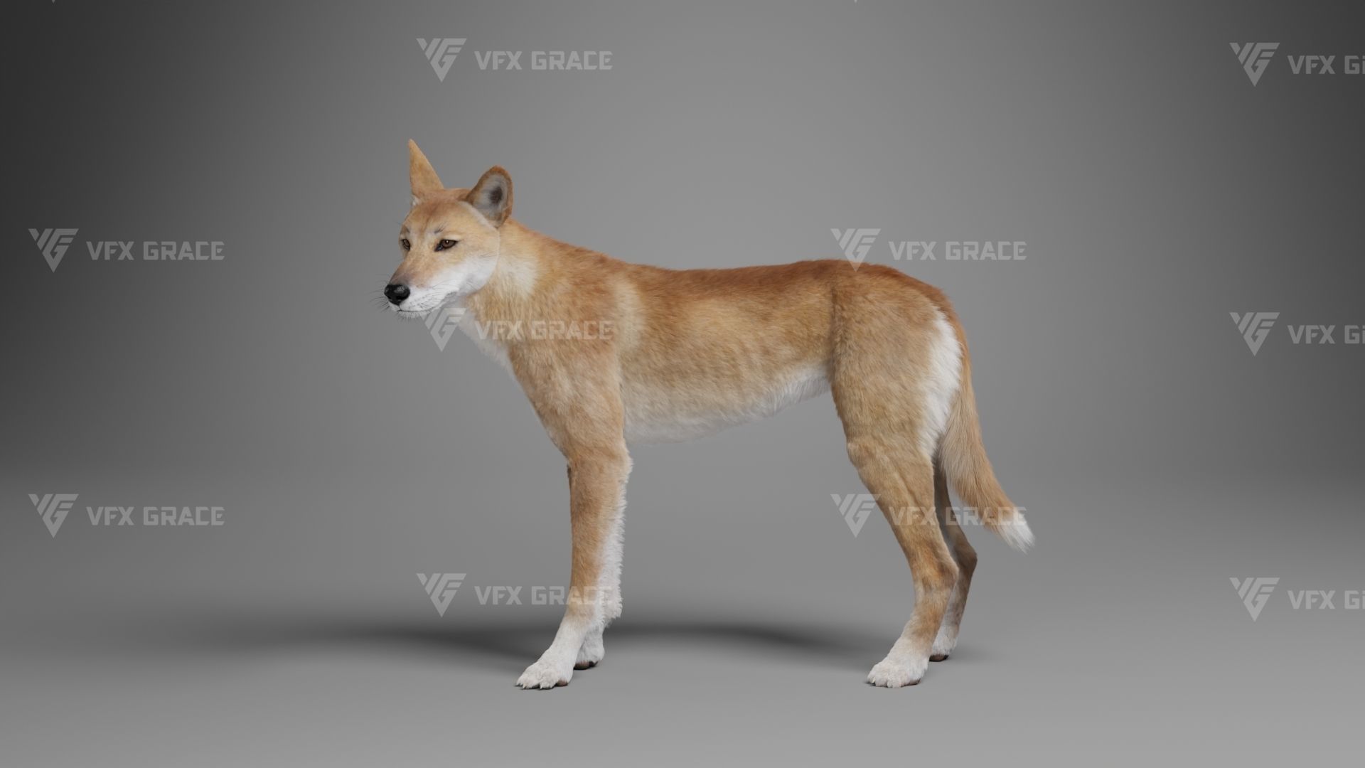 Australian Dingo Animation - VFX Grace 3D model_6