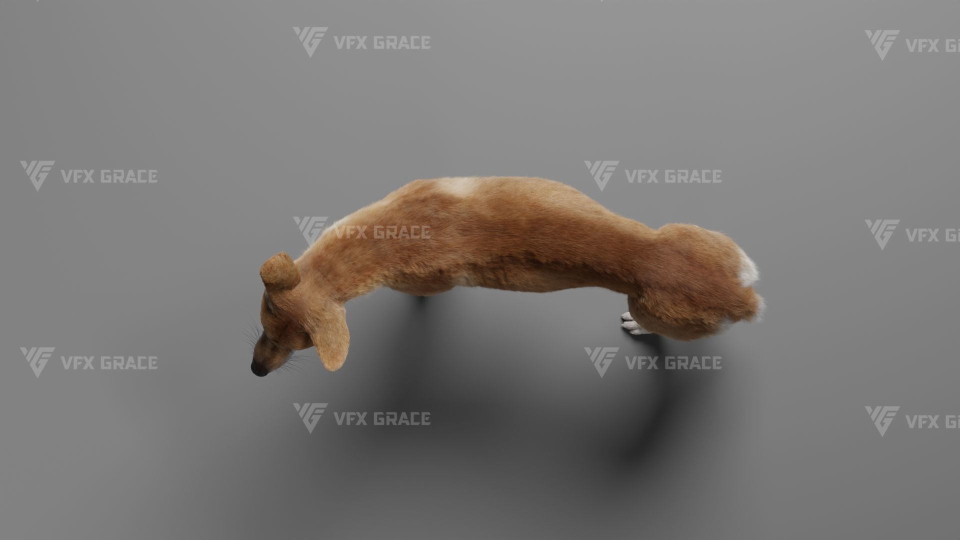 Australian Dingo Animation - VFX Grace 3D model_10