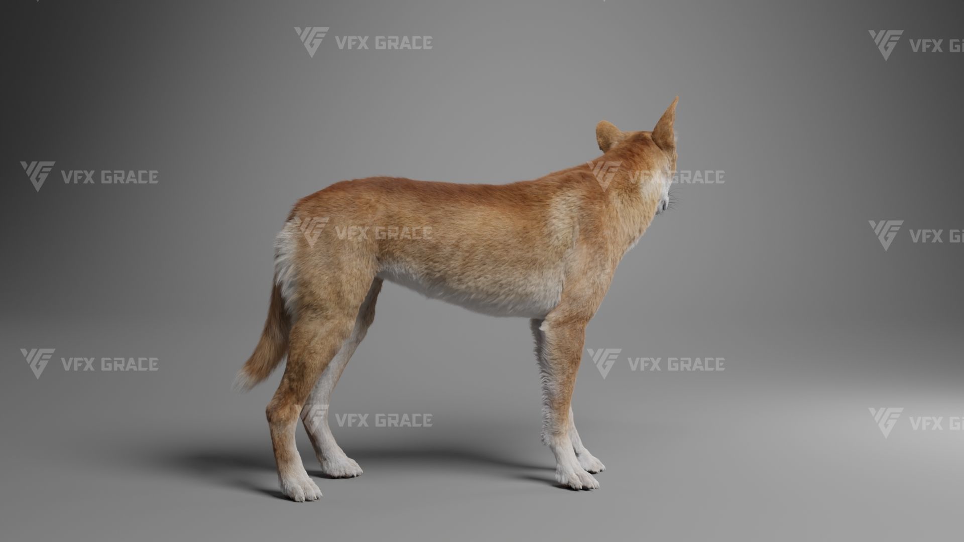 Australian Dingo Animation - VFX Grace 3D model_7