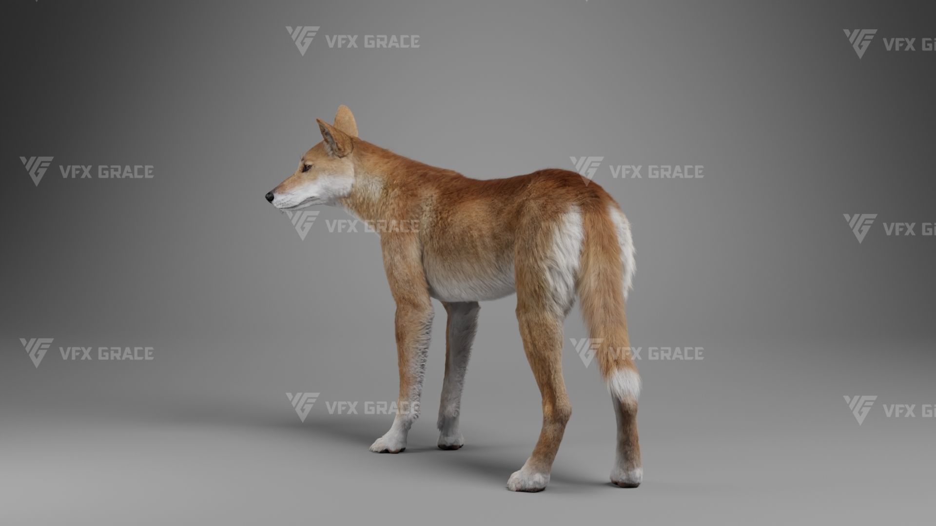 Australian Dingo Animation - VFX Grace 3D model_8