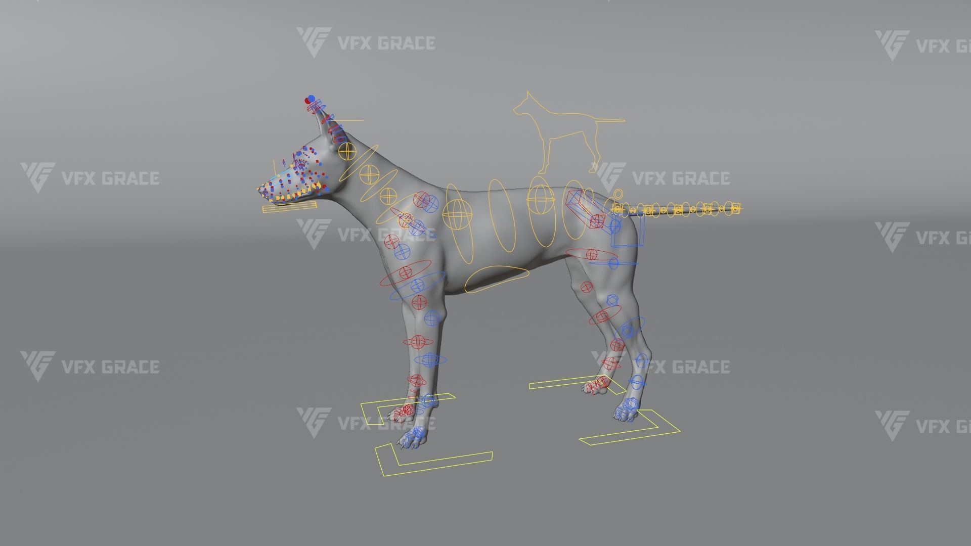 Australian Dingo Animation - VFX Grace 3D model_13