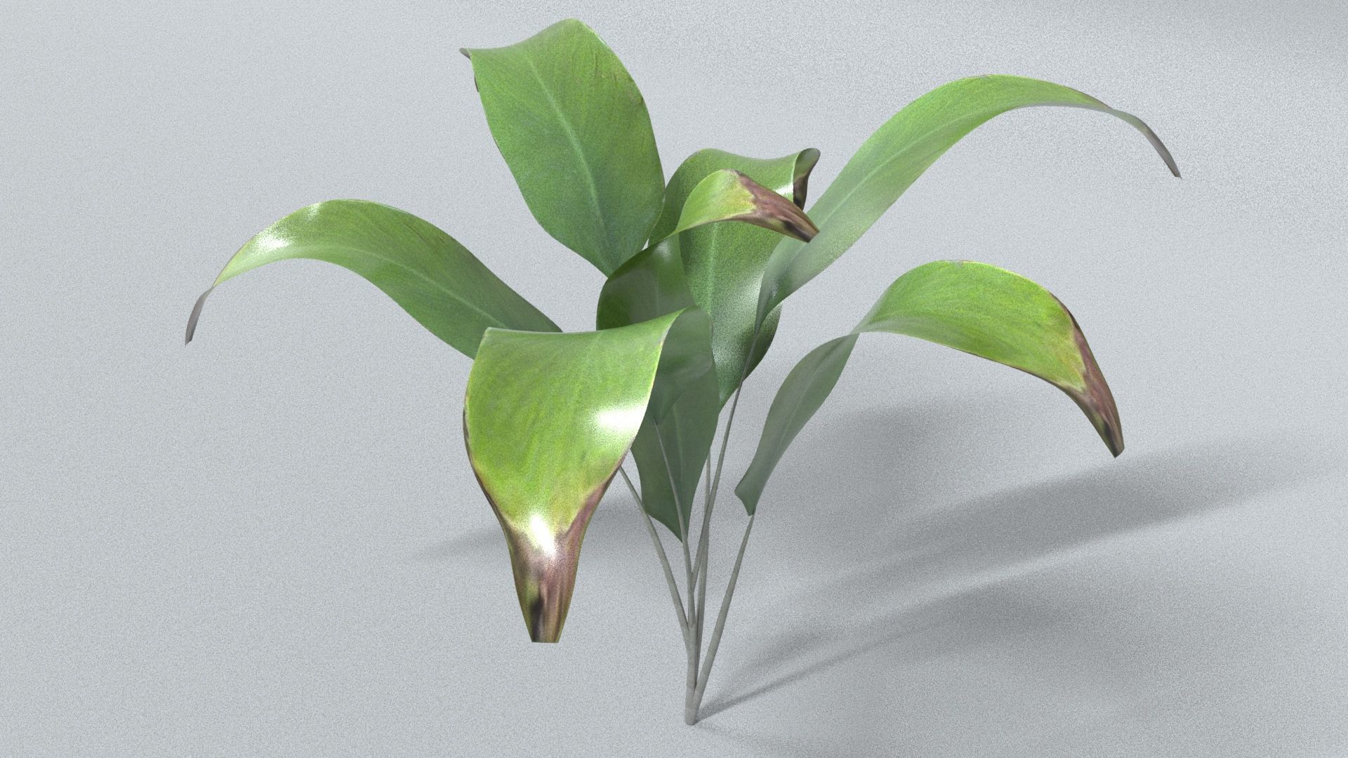 laos Vegetation Palm Leaf Aspidistra elatior Low-poly 3D model_2