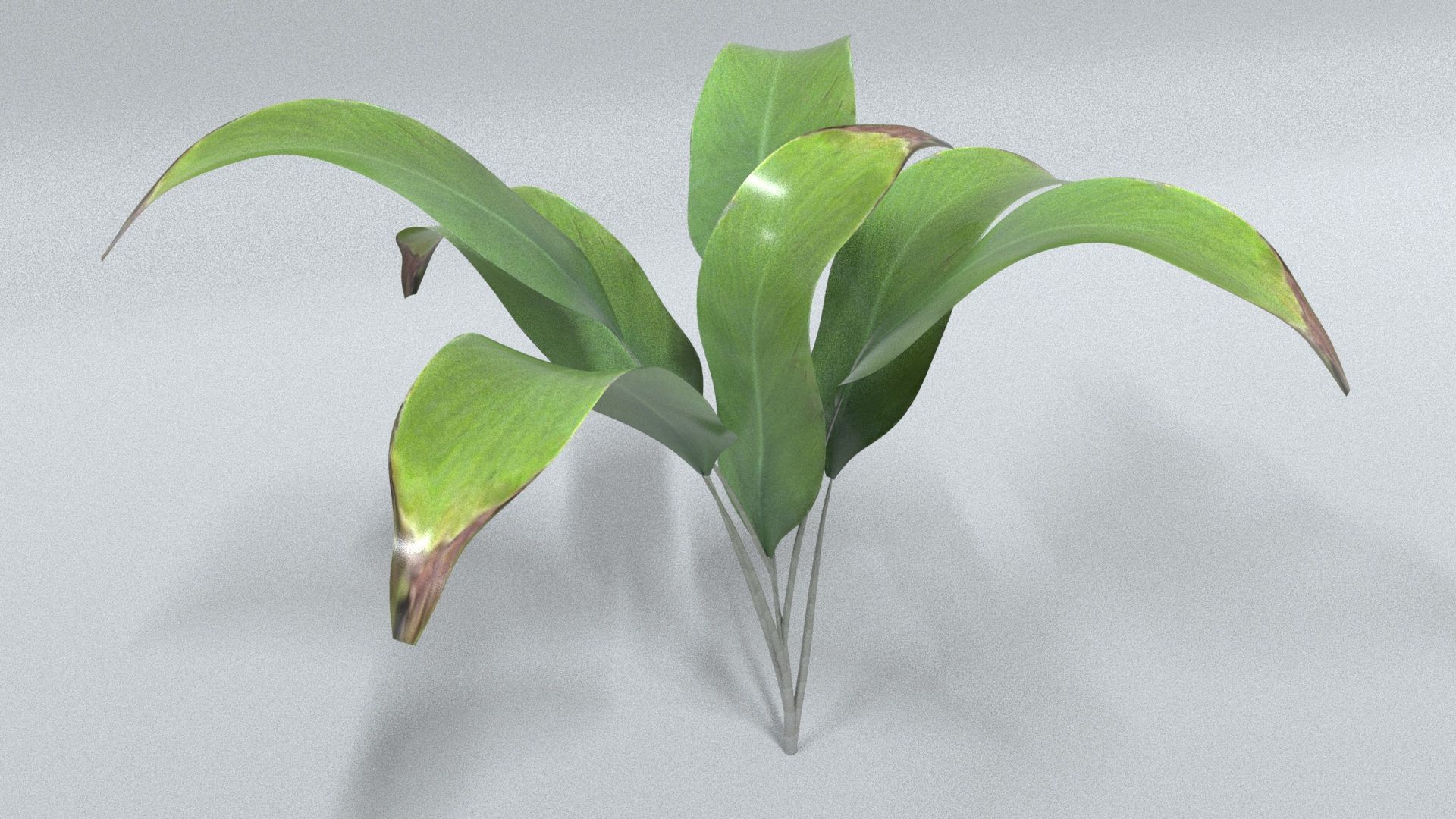 laos Vegetation Palm Leaf Aspidistra elatior Low-poly 3D model_1