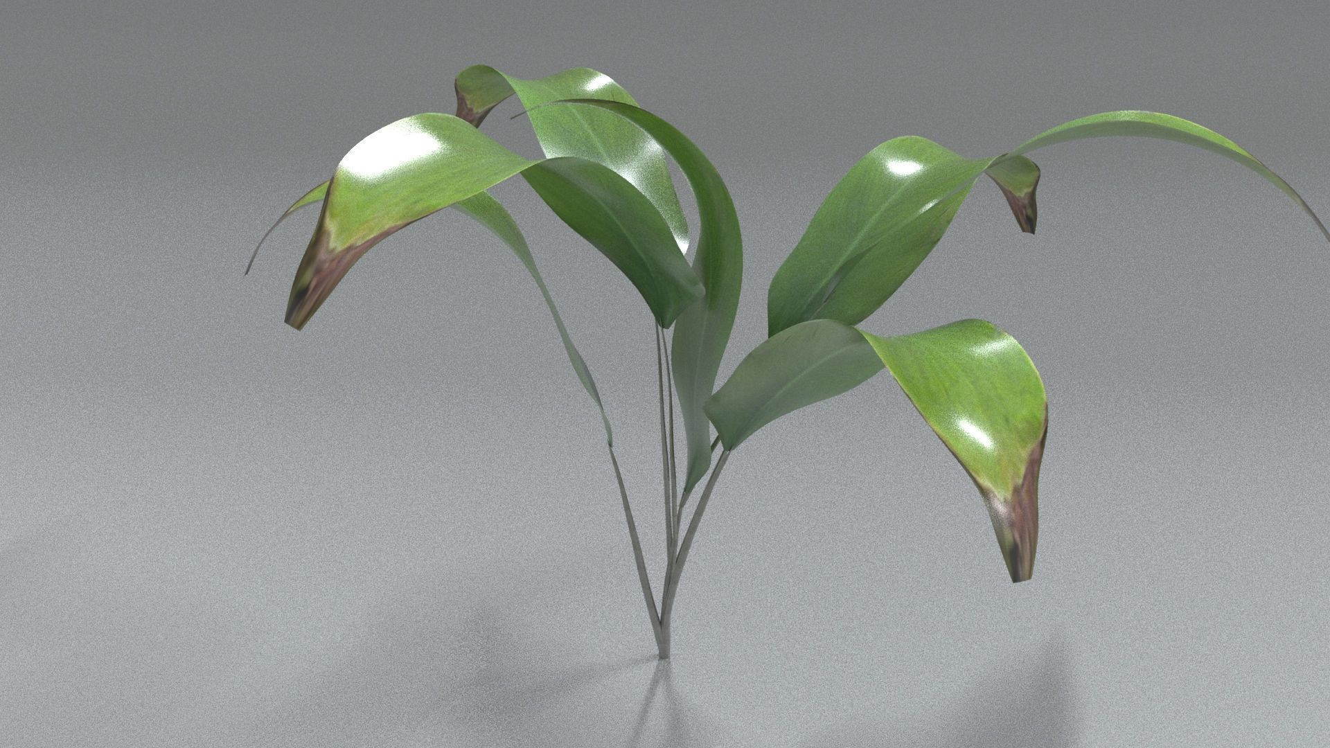 laos Vegetation Palm Leaf Aspidistra elatior Low-poly 3D model_3