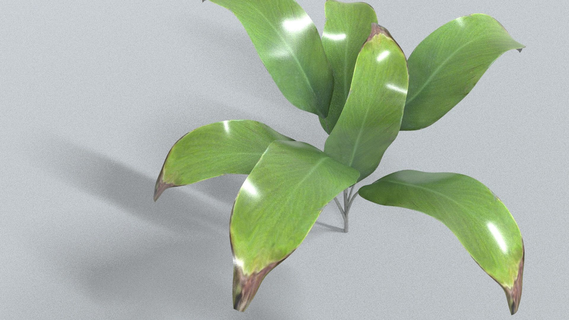 laos Vegetation Palm Leaf Aspidistra elatior Low-poly 3D model_4