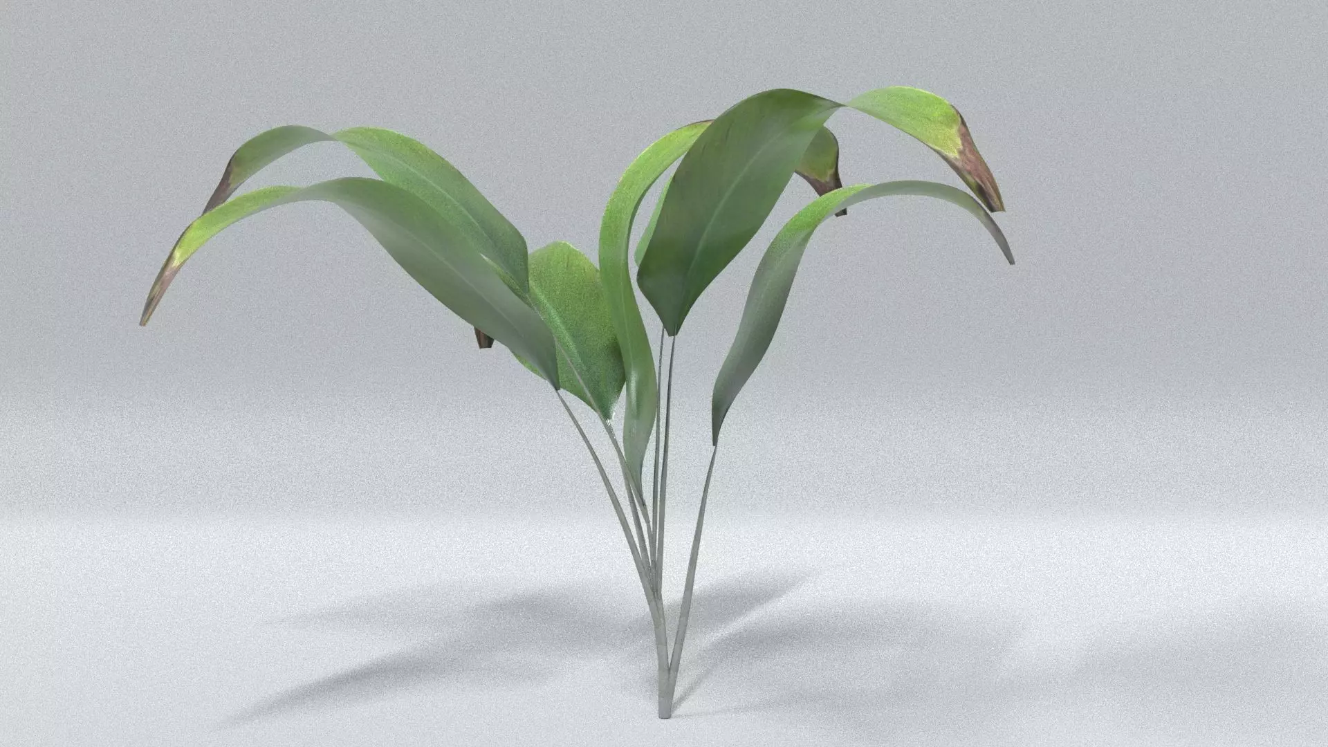 laos Vegetation Palm Leaf Aspidistra elatior Low-poly 3D model_0