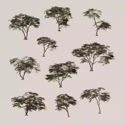 Acacia Tree Set  3D model