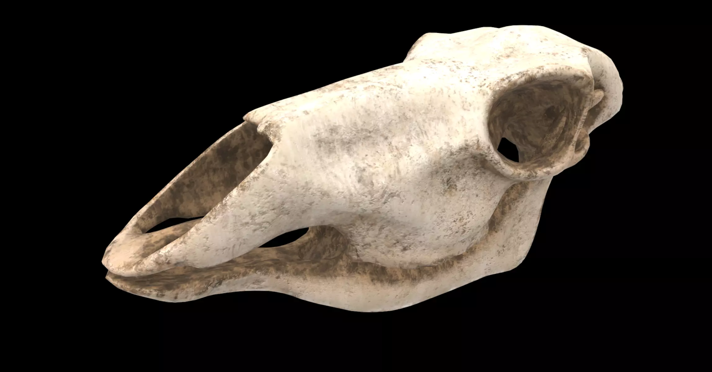 deer skull 3D model