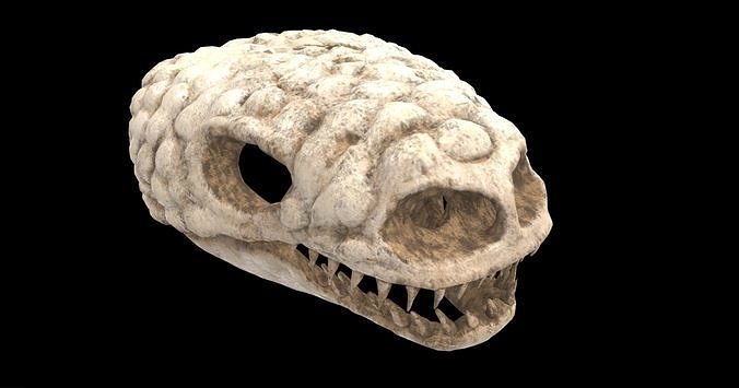 gila monster skull 3D model