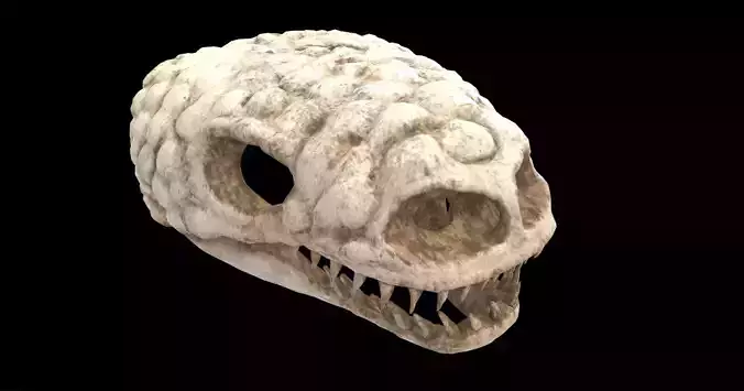 gila monster skull 3D model