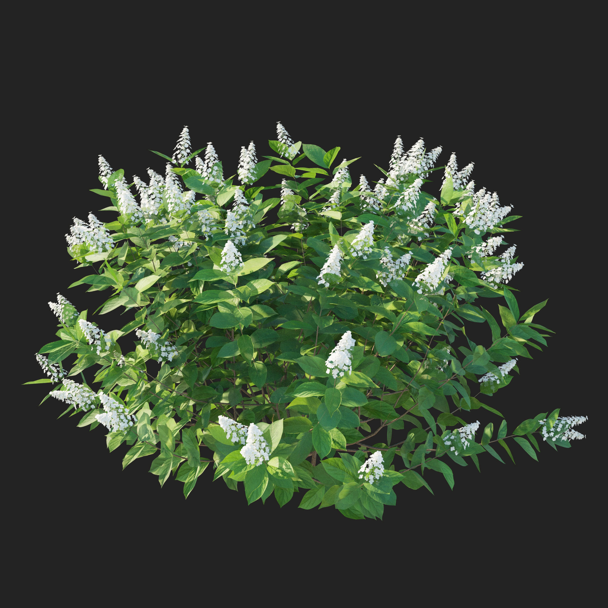 Hydrangea Paniculata Tardiva 3D model_4