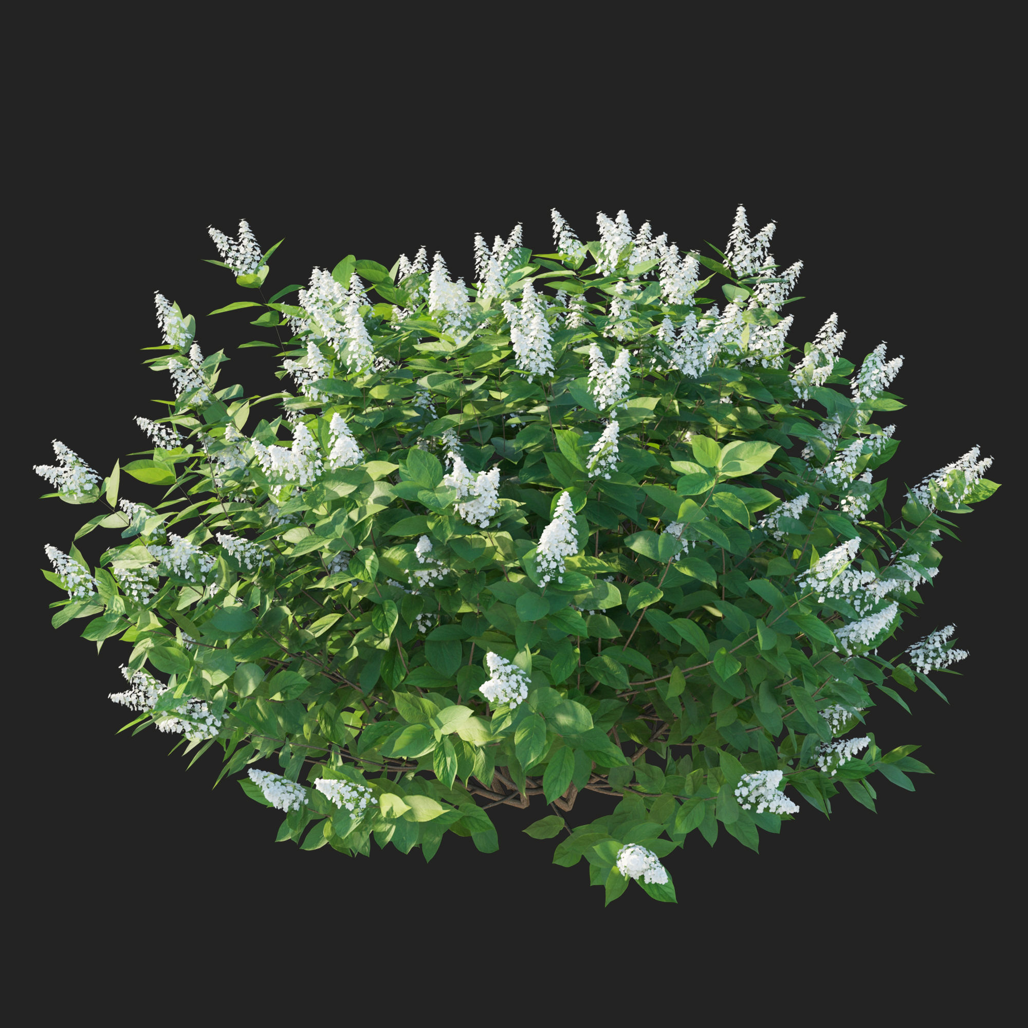 Hydrangea Paniculata Tardiva 3D model_2