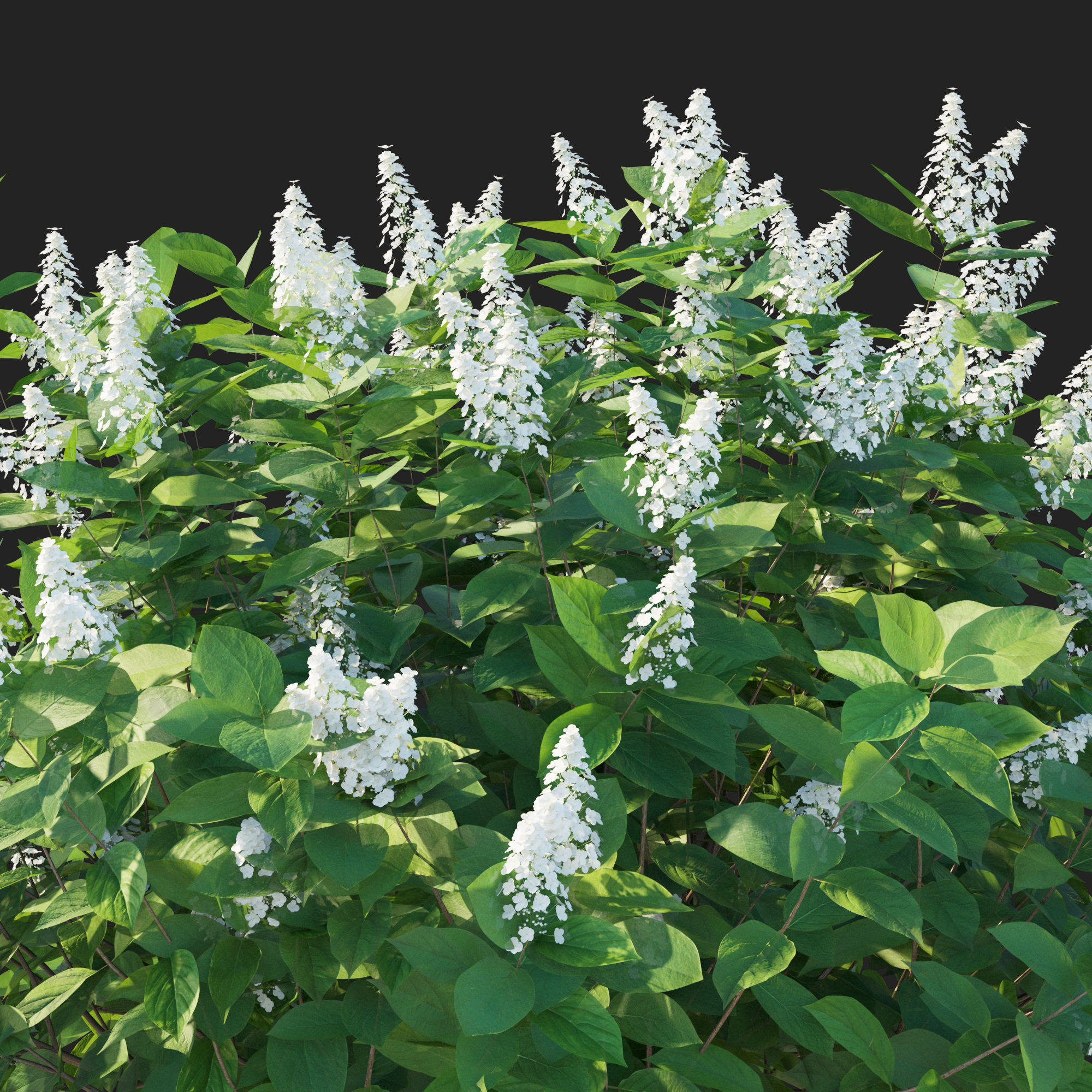 Hydrangea Paniculata Tardiva 3D model_6