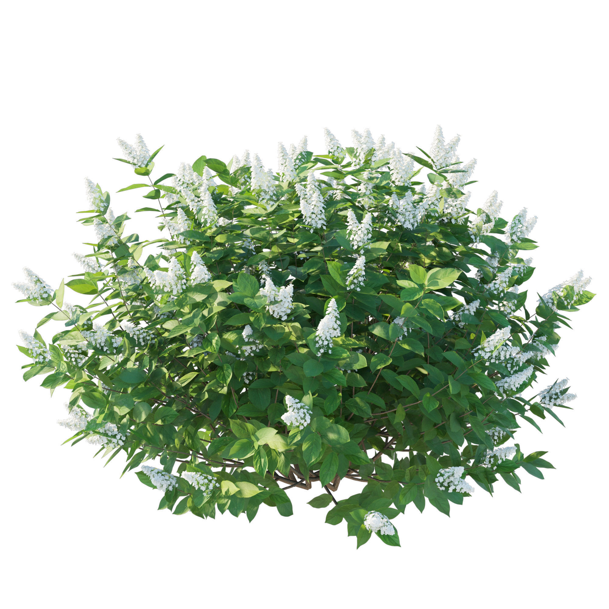 Hydrangea Paniculata Tardiva 3D model_3