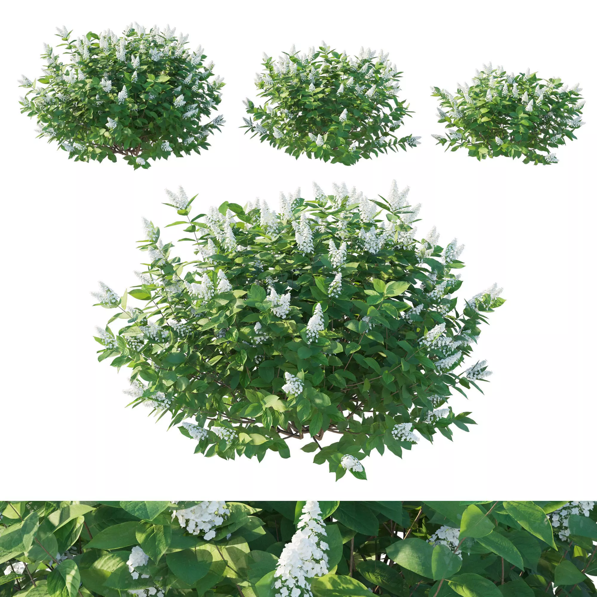 Hydrangea Paniculata Tardiva 3D model_0