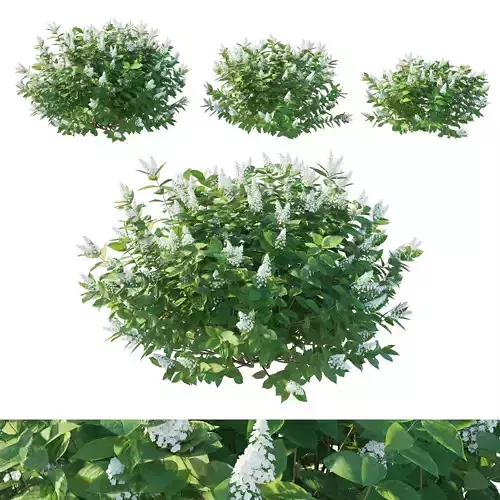 Hydrangea Paniculata Tardiva 3D model