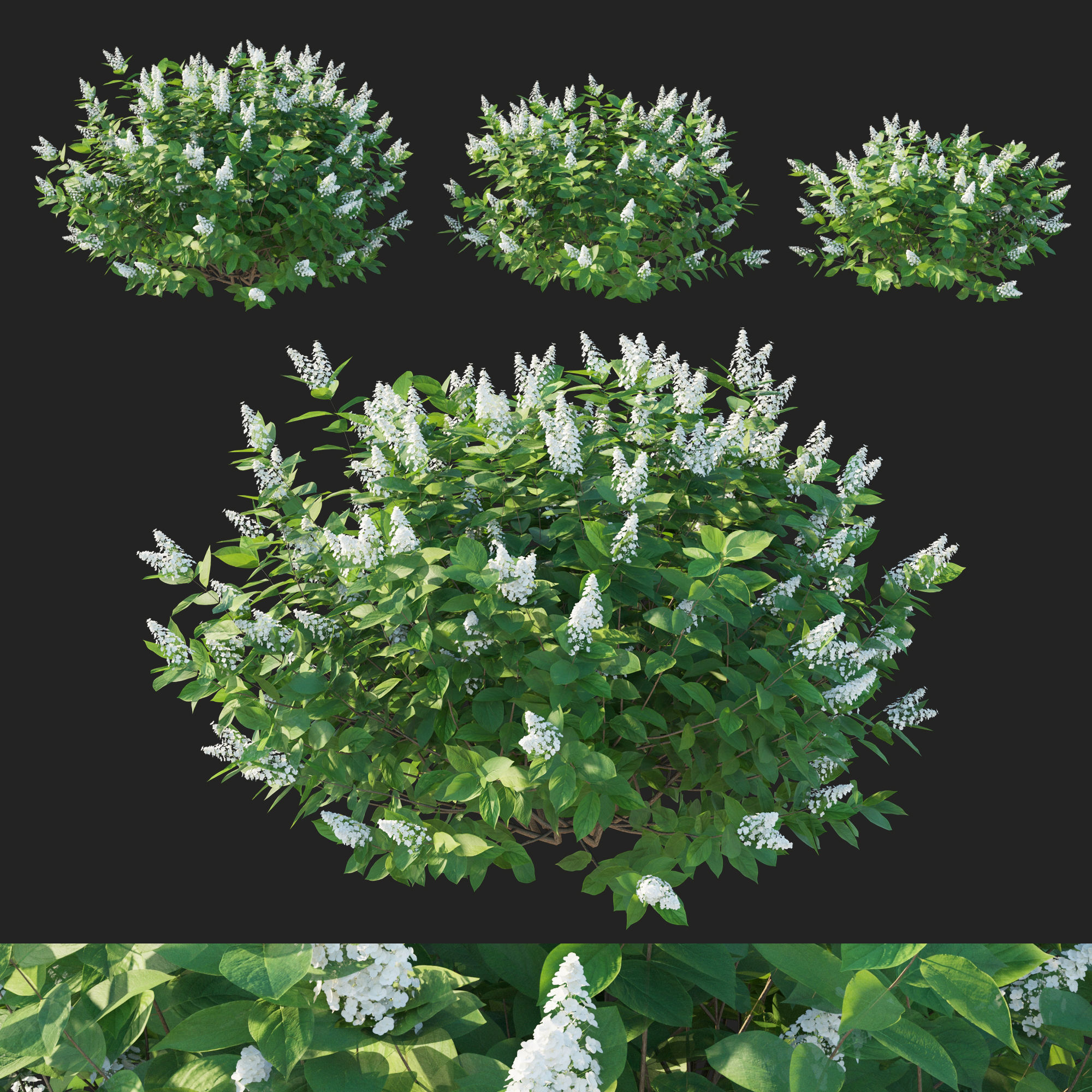 Hydrangea Paniculata Tardiva 3D model_1