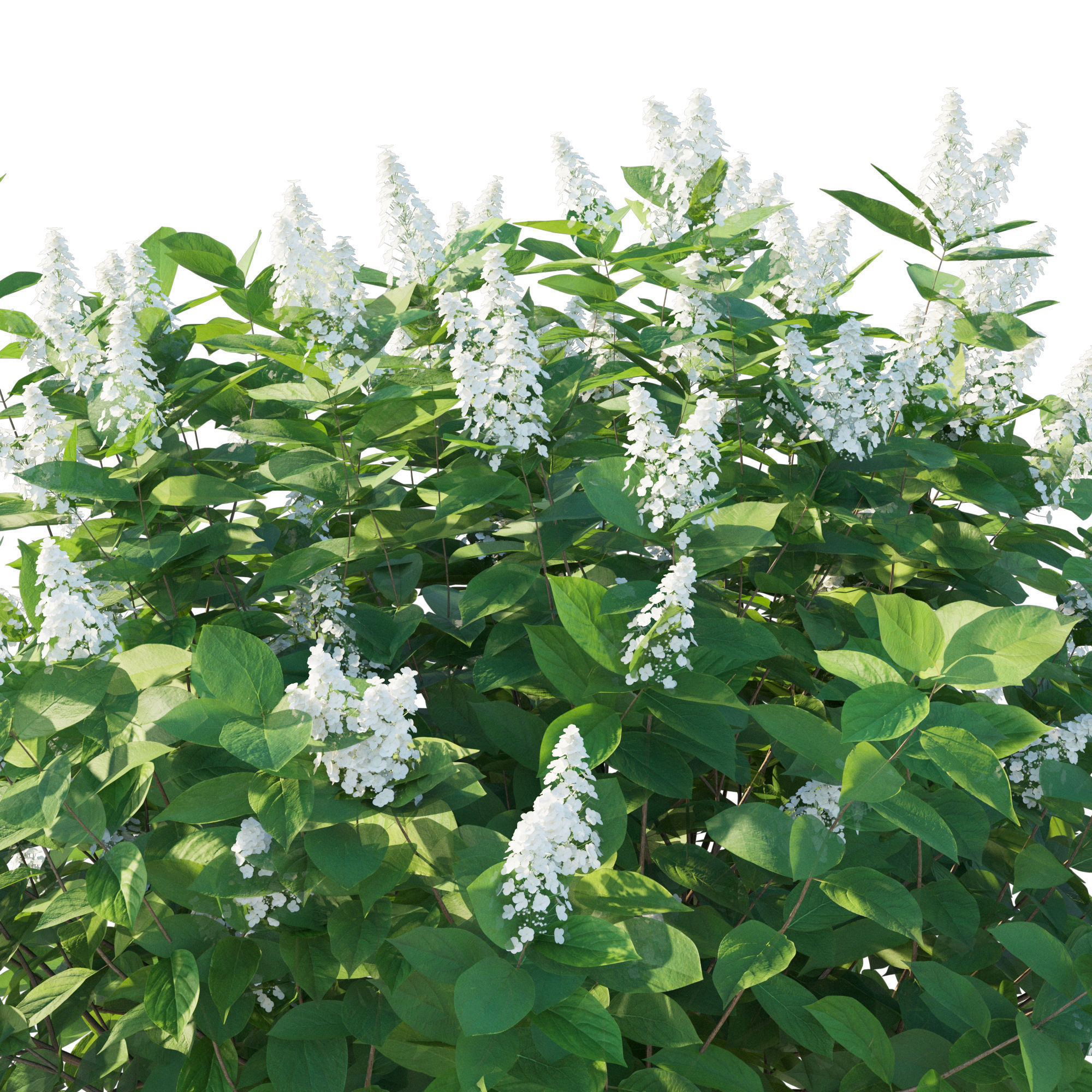 Hydrangea Paniculata Tardiva 3D model_7