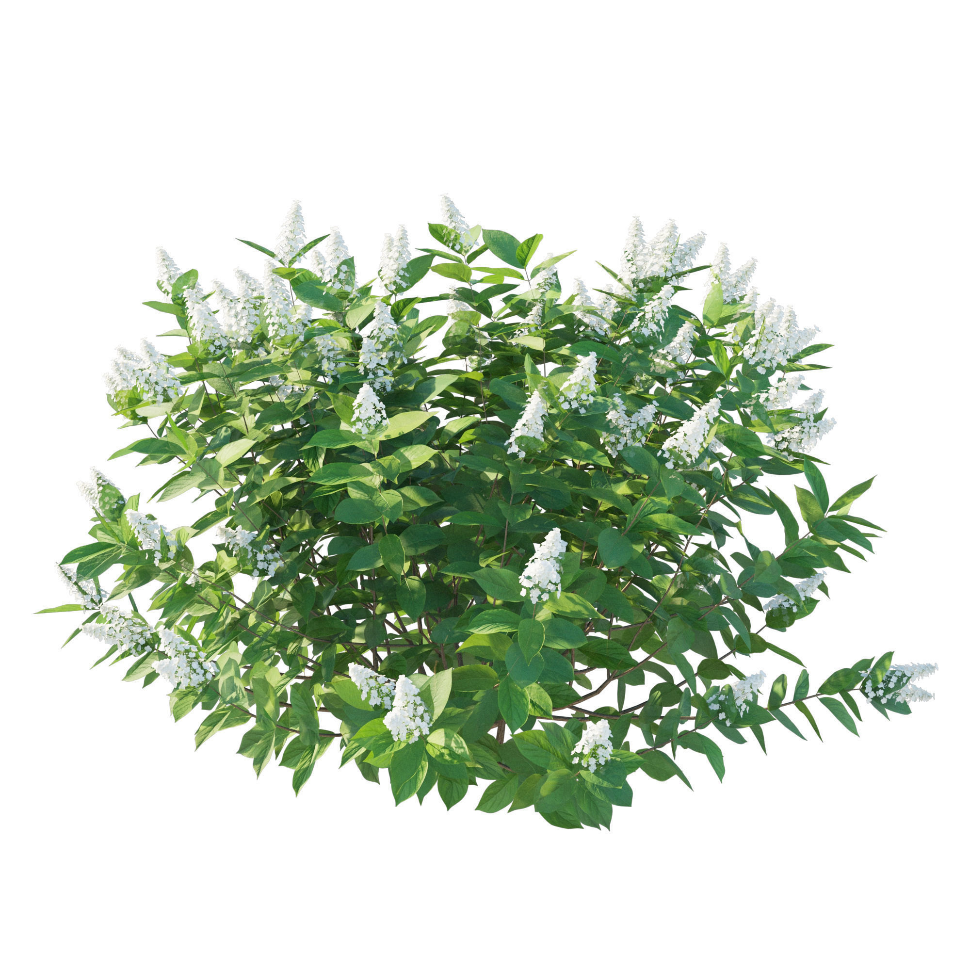 Hydrangea Paniculata Tardiva 3D model_5
