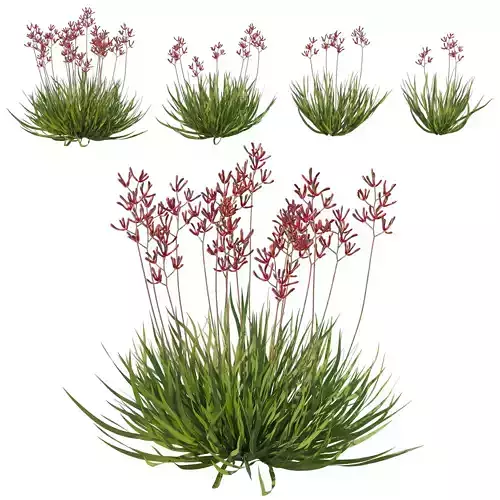 Anigozanthos Flavidus