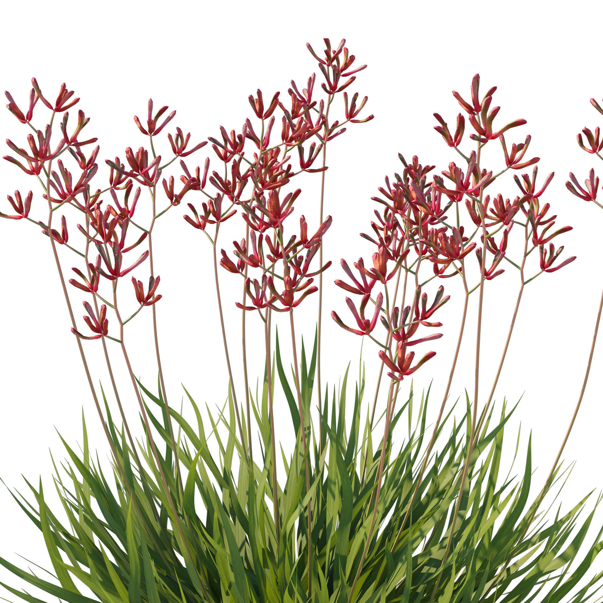 Anigozanthos Flavidus 3D model_3