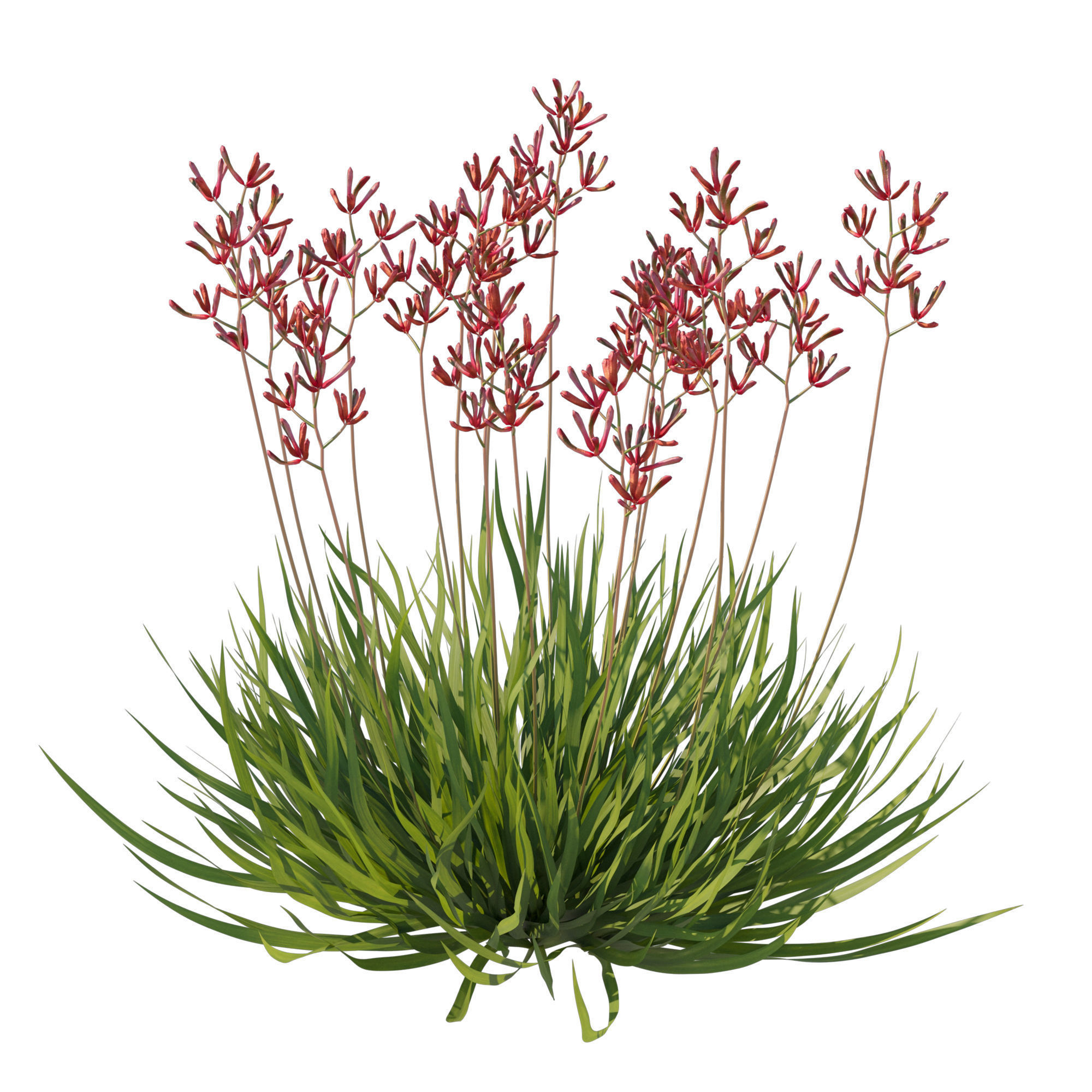 Anigozanthos Flavidus 3D model_1