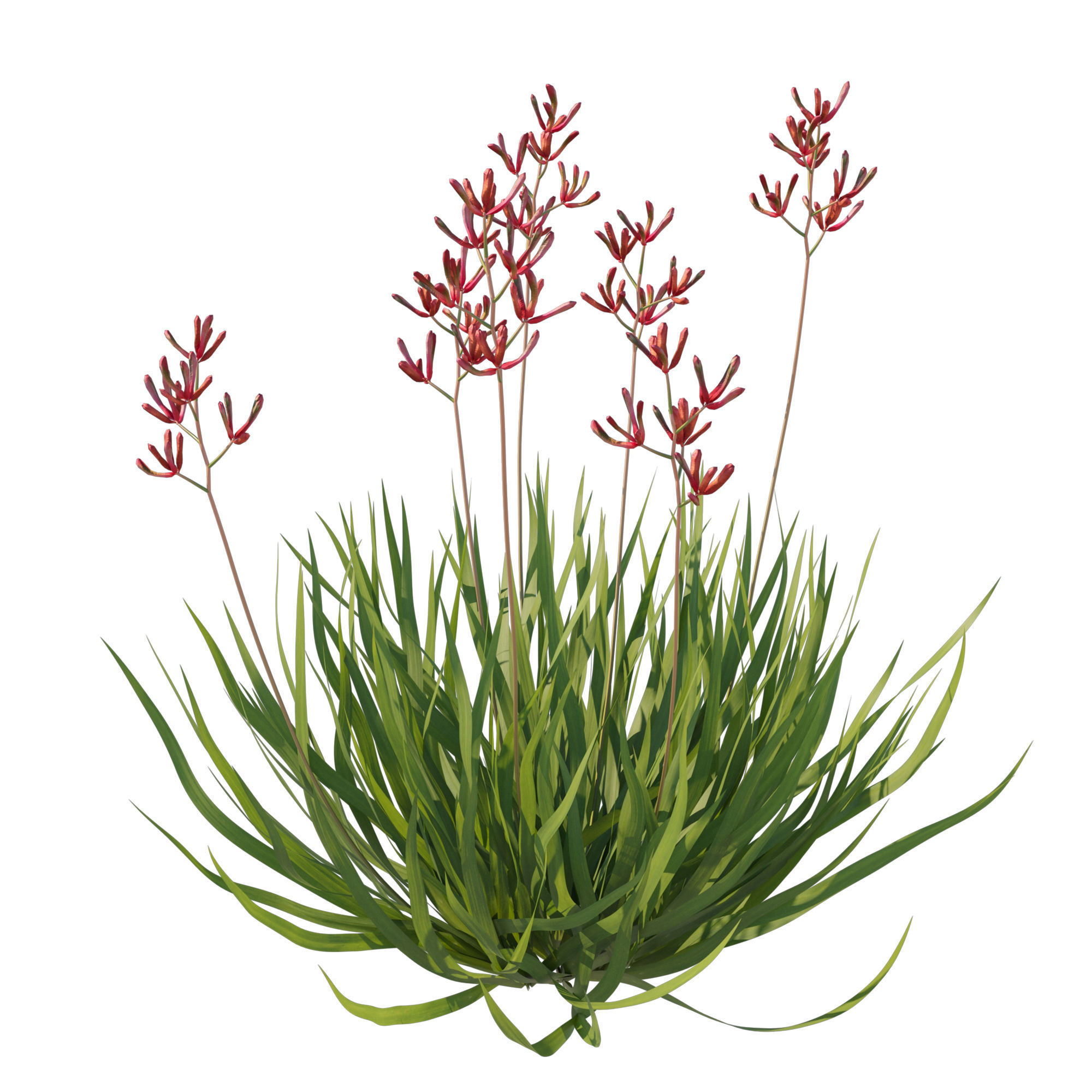 Anigozanthos Flavidus 3D model_2