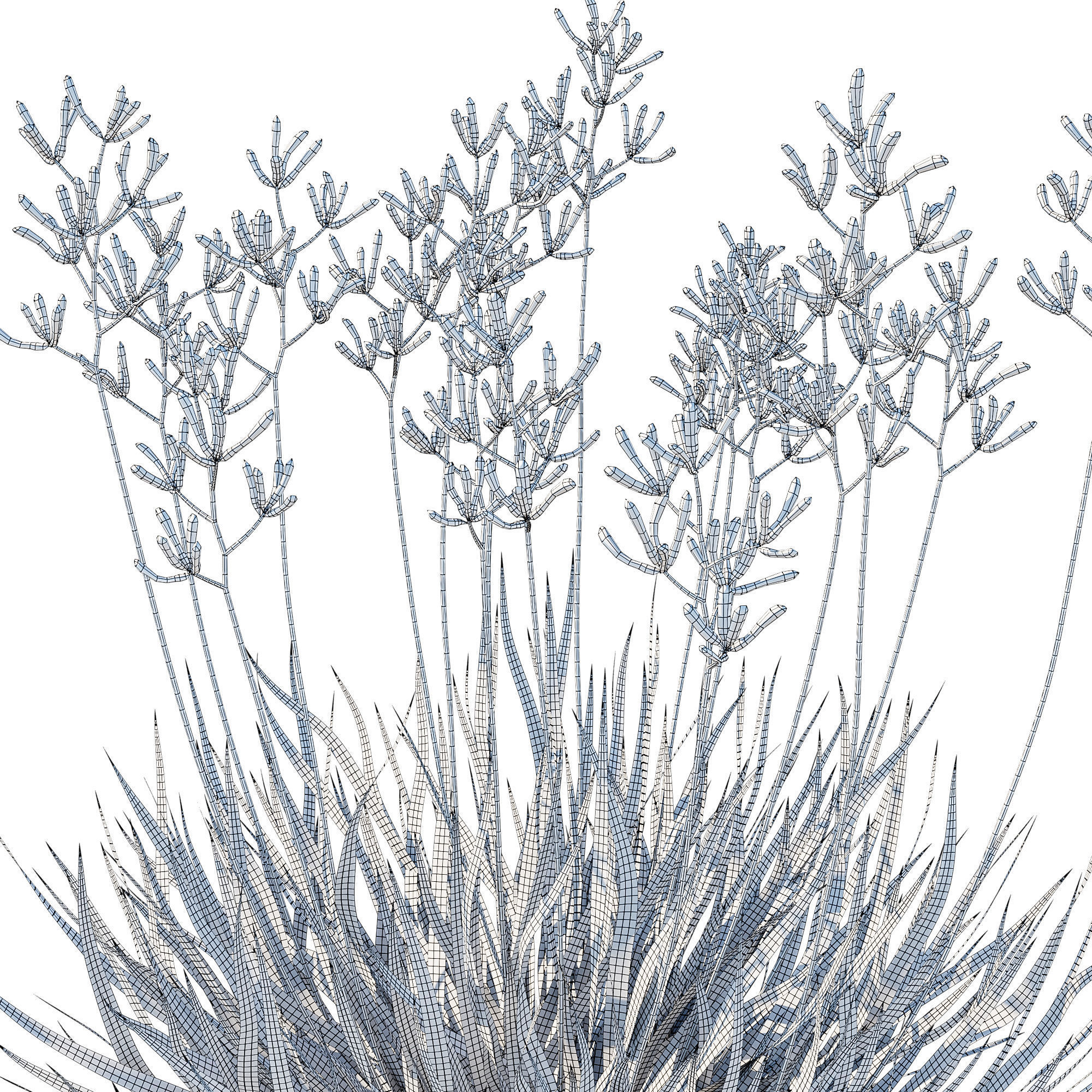 Anigozanthos Flavidus 3D model_4