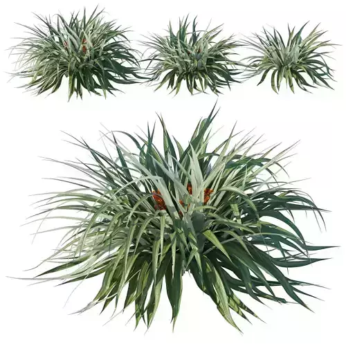 Astelia Chathamica 3D model