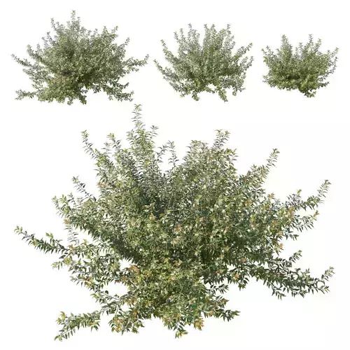 Austromyrtus Dulcis