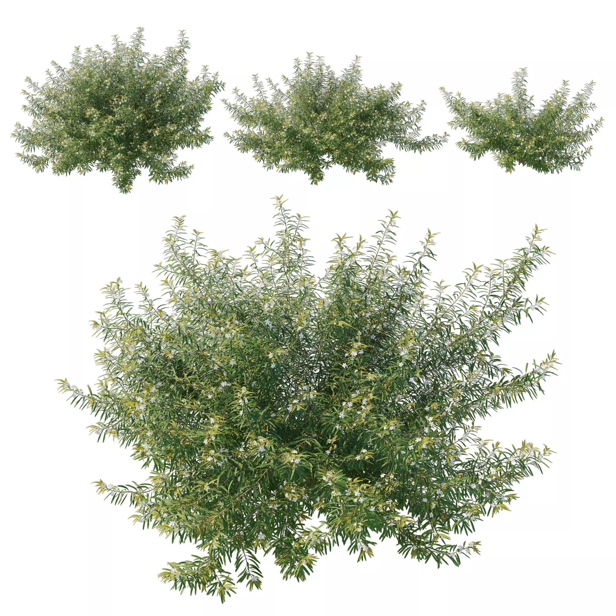 Austromyrtus Tenuifolia 3D model