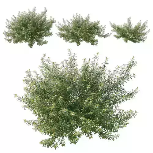 Austromyrtus Tenuifolia