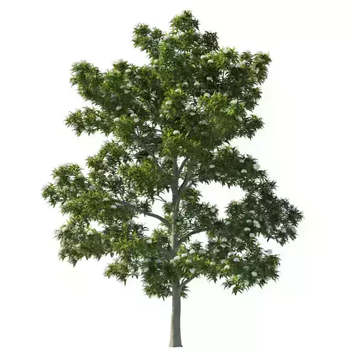 Backhousia Citriodora tree