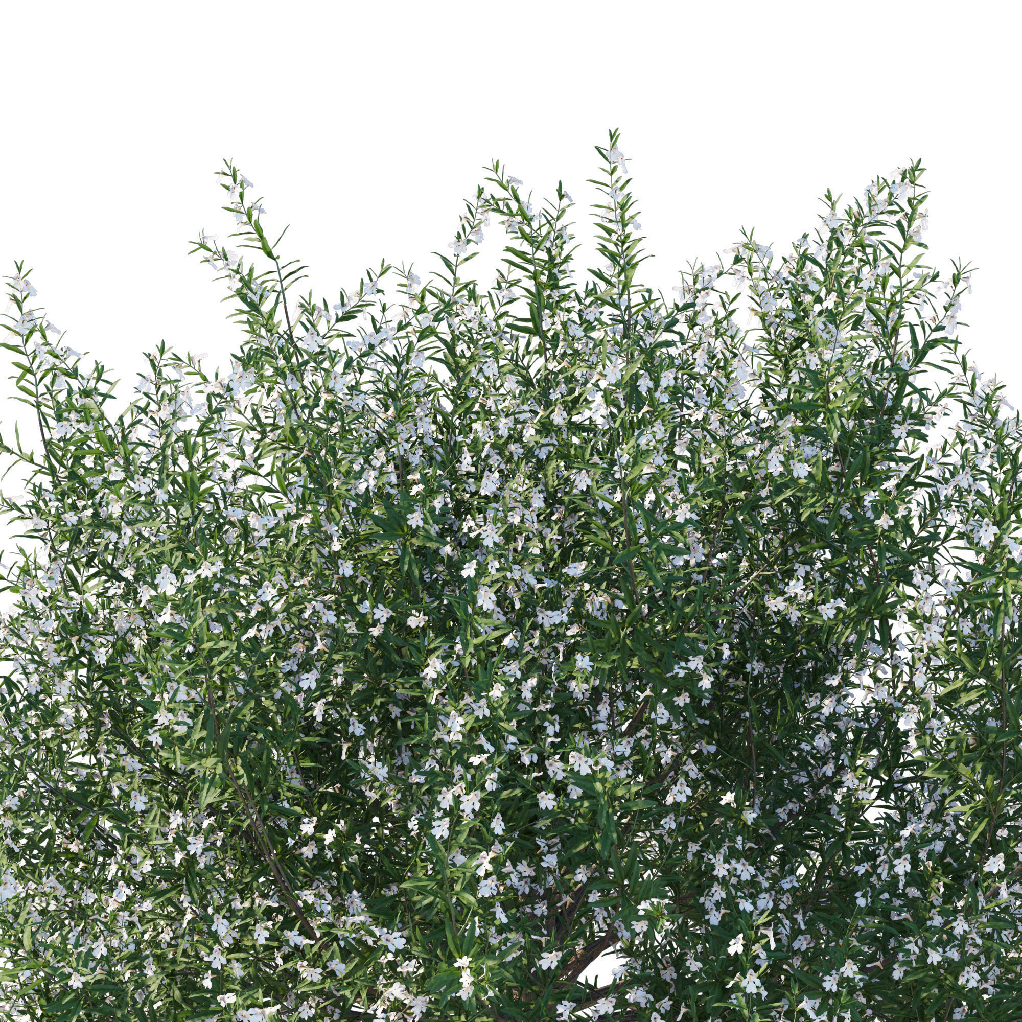 Prostanthera Poorinda Ballerina 3D model_3