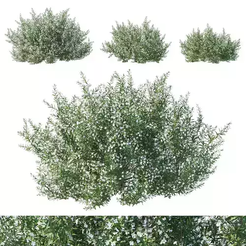 Prostanthera Poorinda Ballerina