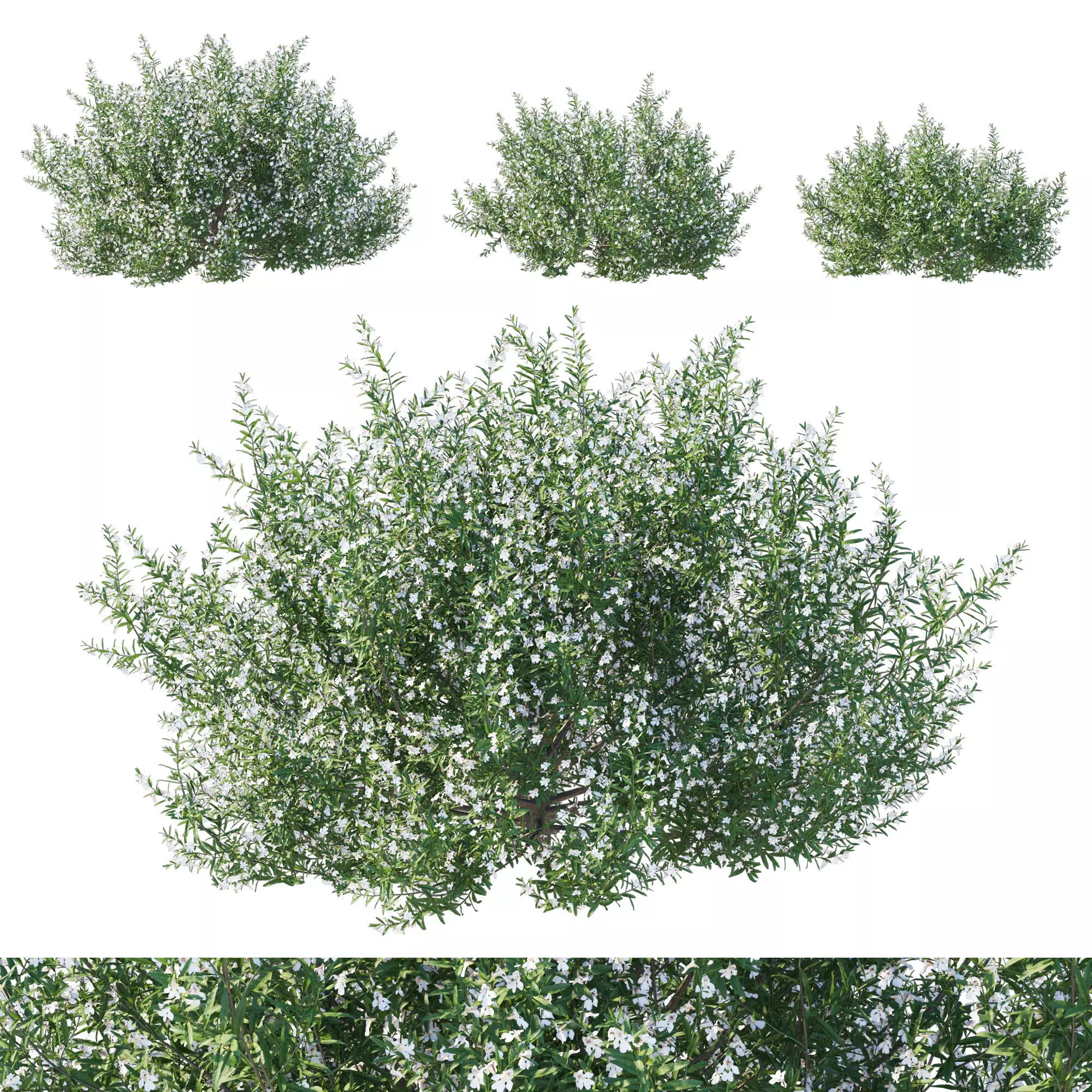 Prostanthera Poorinda Ballerina 3D model_0