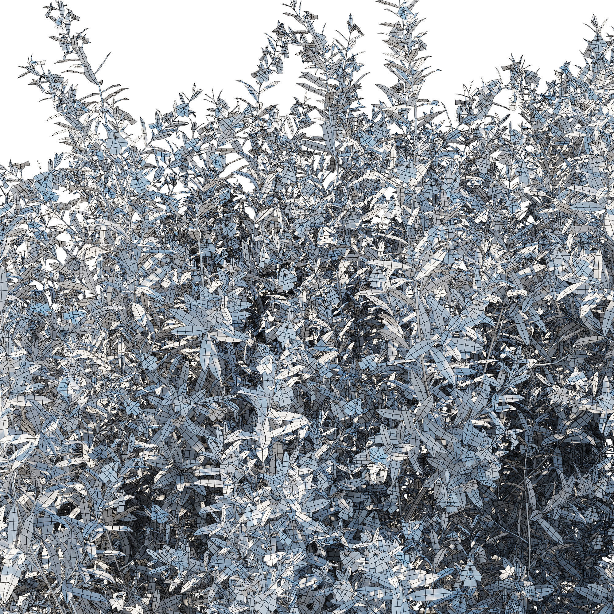 Prostanthera Poorinda Ballerina 3D model_4