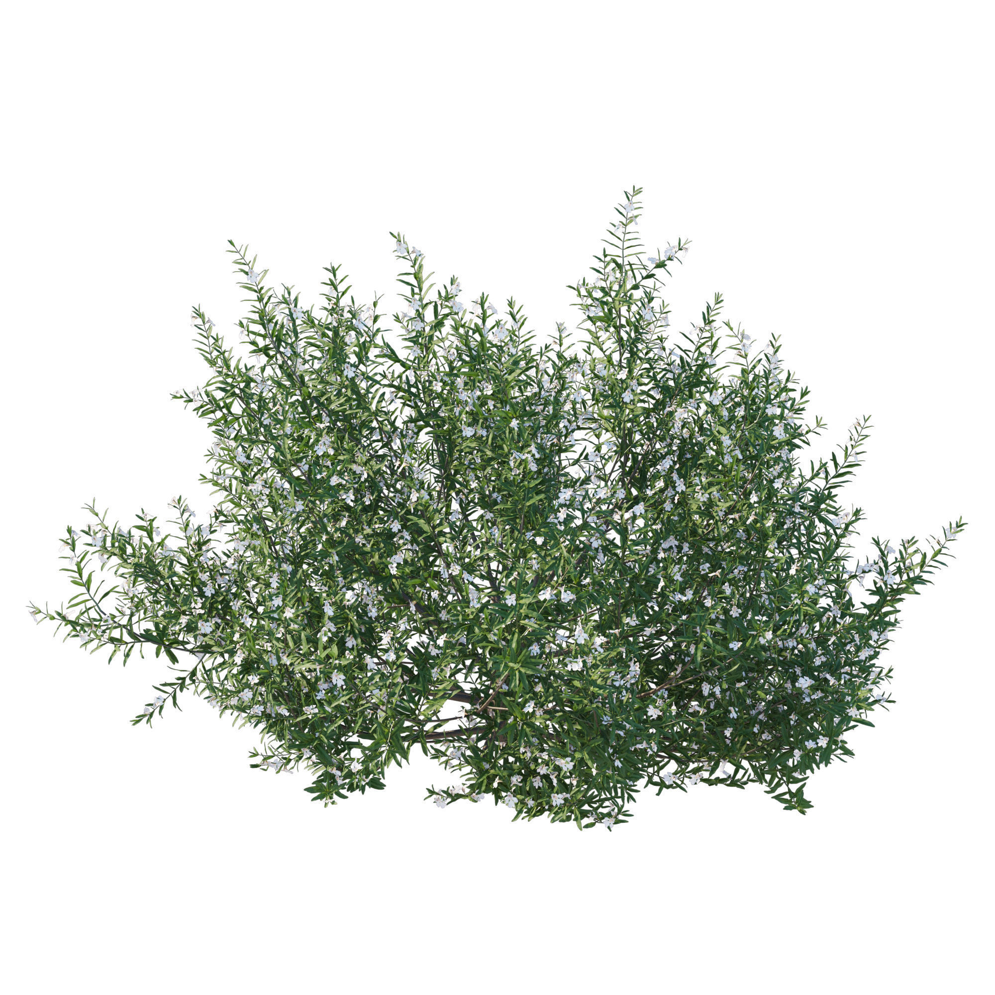 Prostanthera Poorinda Ballerina 3D model_2