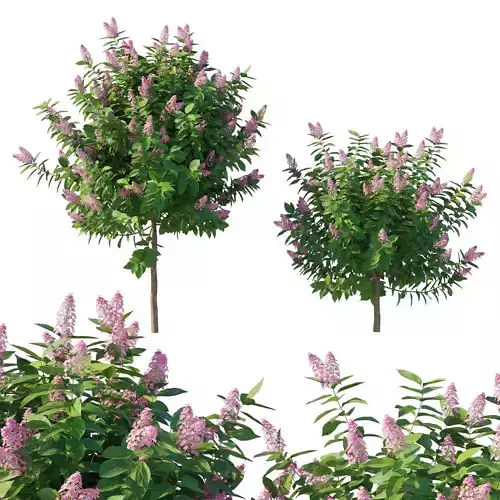 Hydrangea Paniculata Tardiva Pink 3D model
