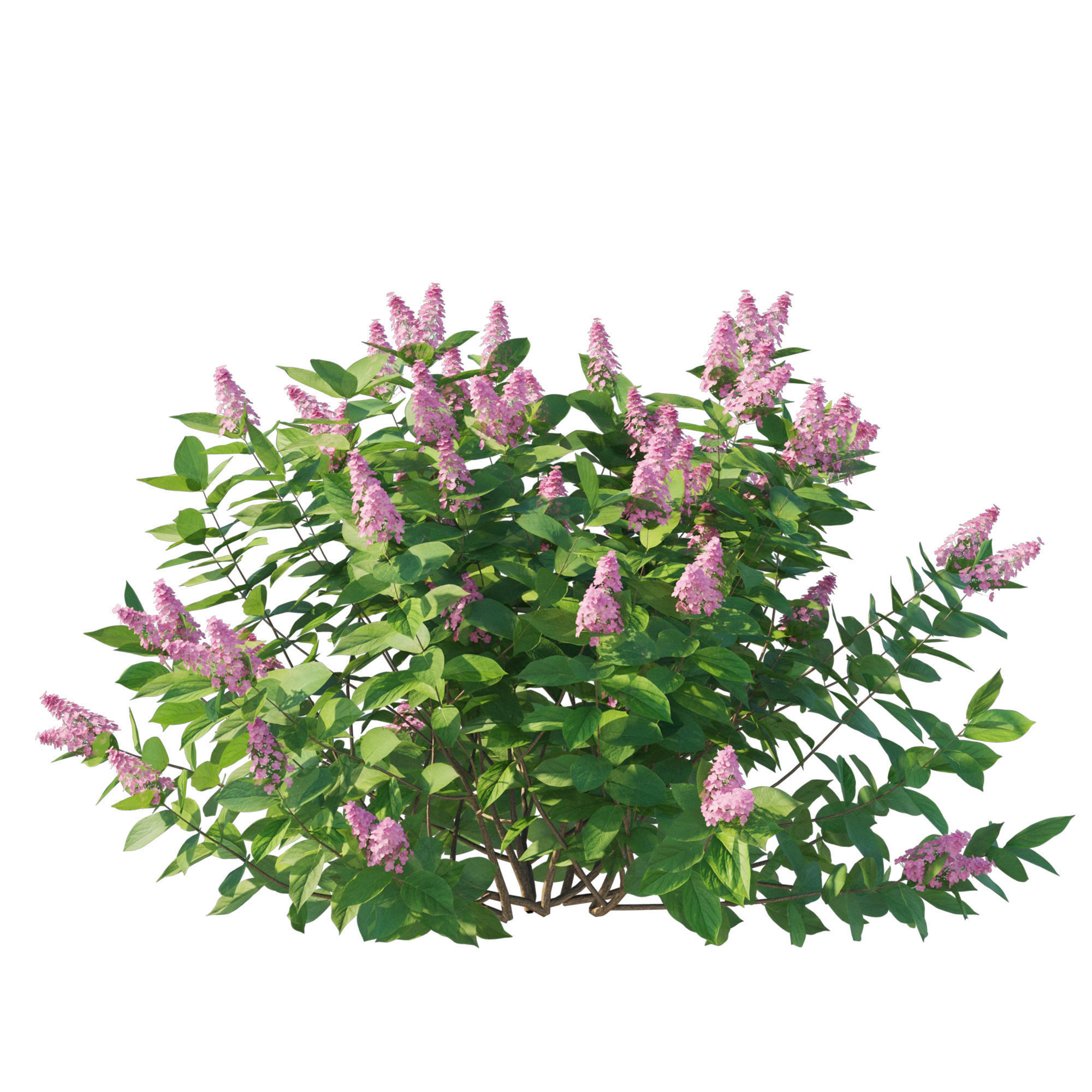 Hydrangea Paniculata Tardiva Pink02 3D model_2