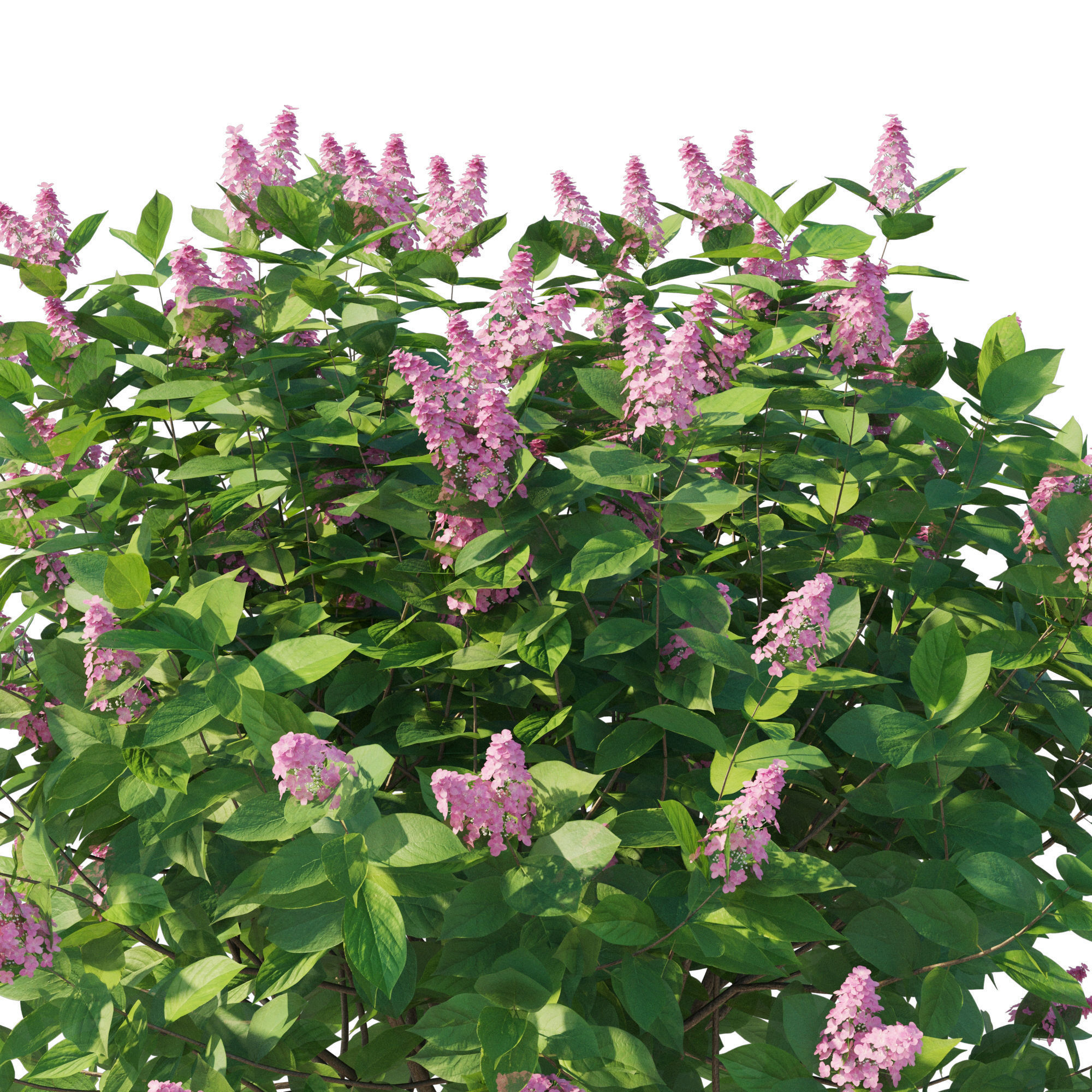 Hydrangea Paniculata Tardiva Pink02 3D model_3