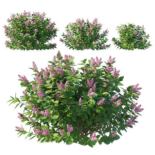 Hydrangea Paniculata Tardiva Pink02 3D model