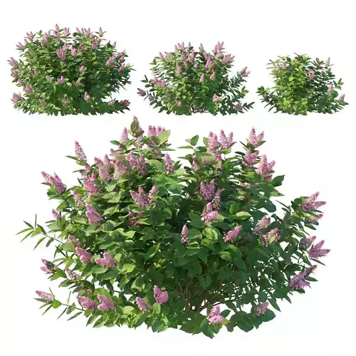 Hydrangea Paniculata Tardiva Pink02 3D model