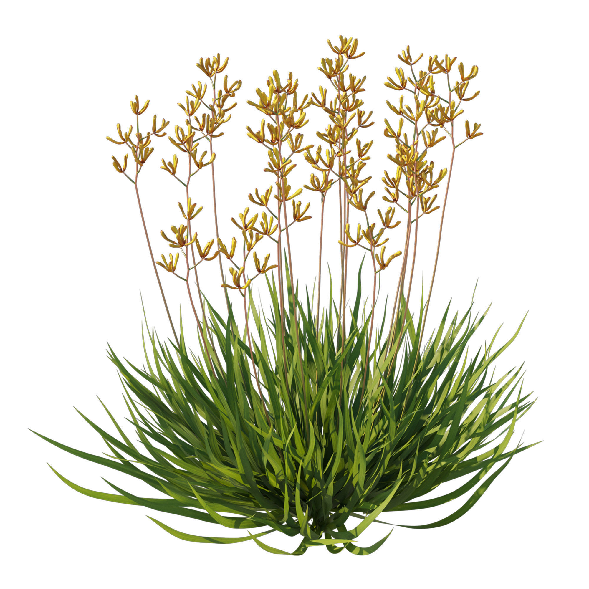 Anigozanthos Flavidus 02 3D model_1