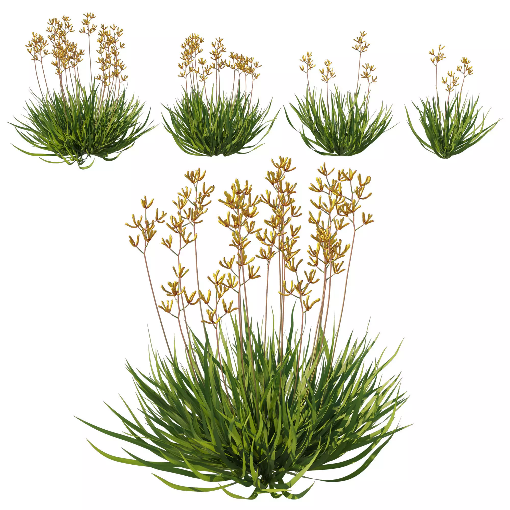 Anigozanthos Flavidus 02 3D model_0