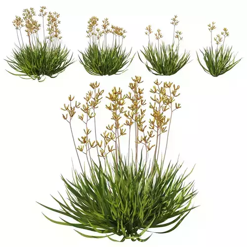 Anigozanthos Flavidus 02