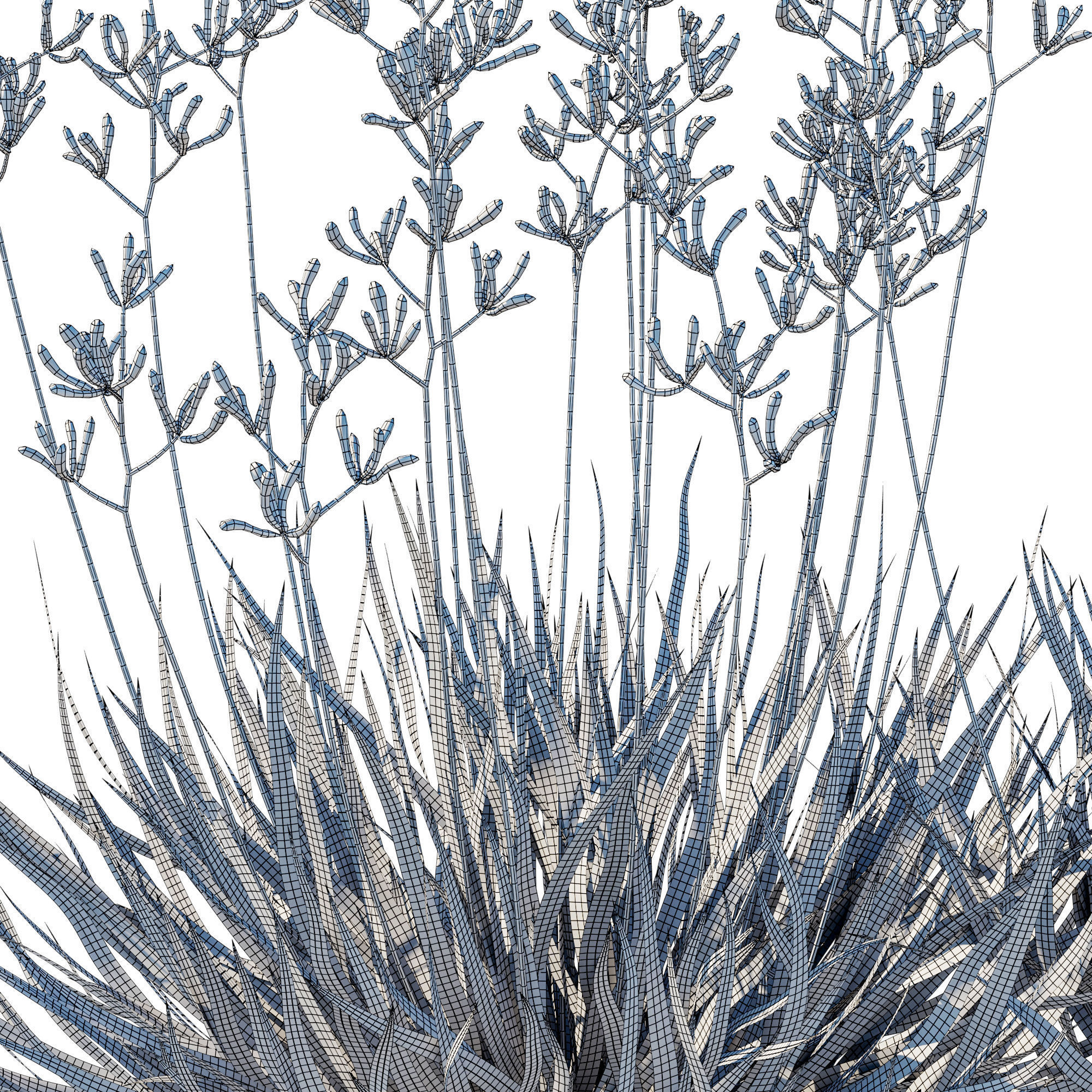 Anigozanthos Flavidus 02 3D model_4