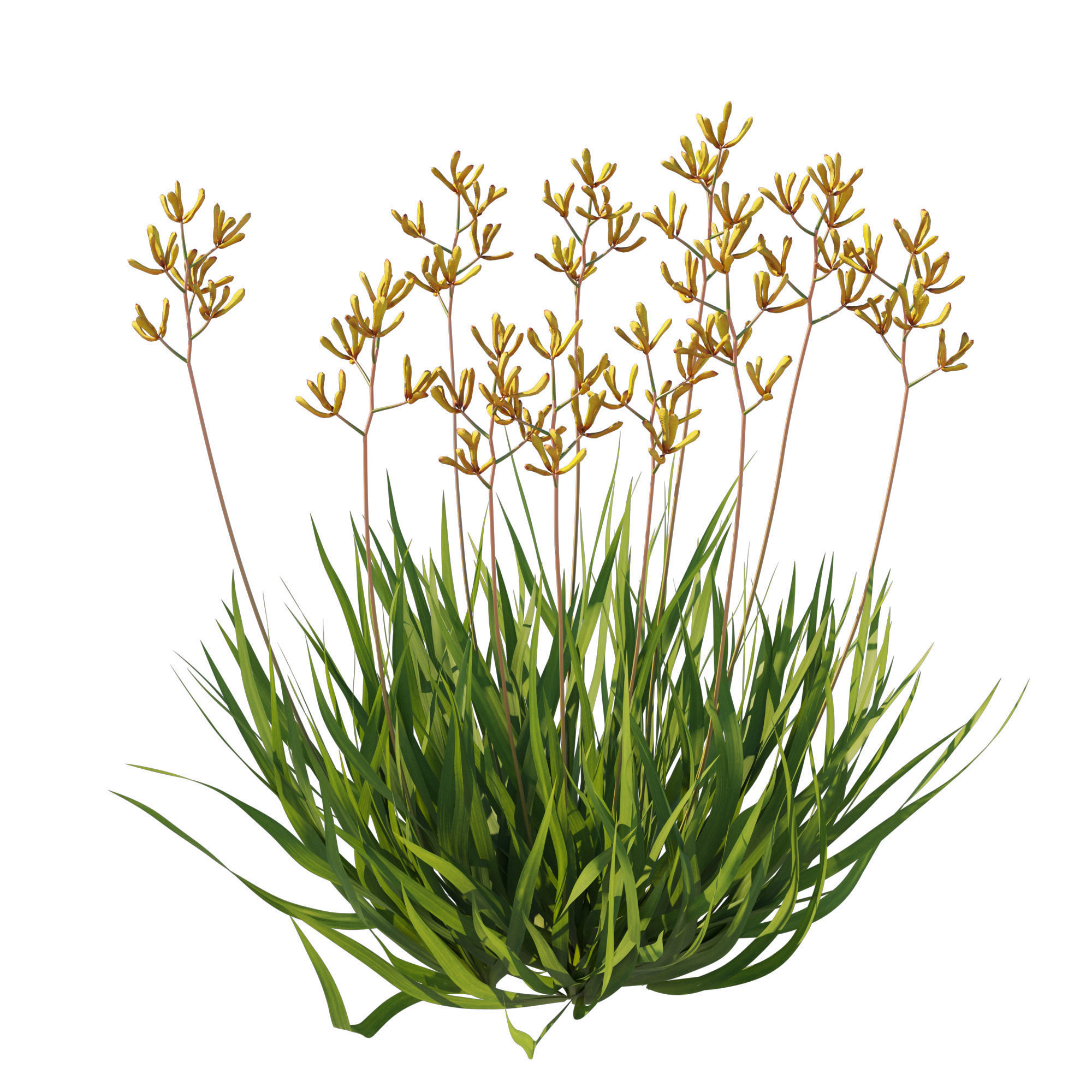Anigozanthos Flavidus 02 3D model_2