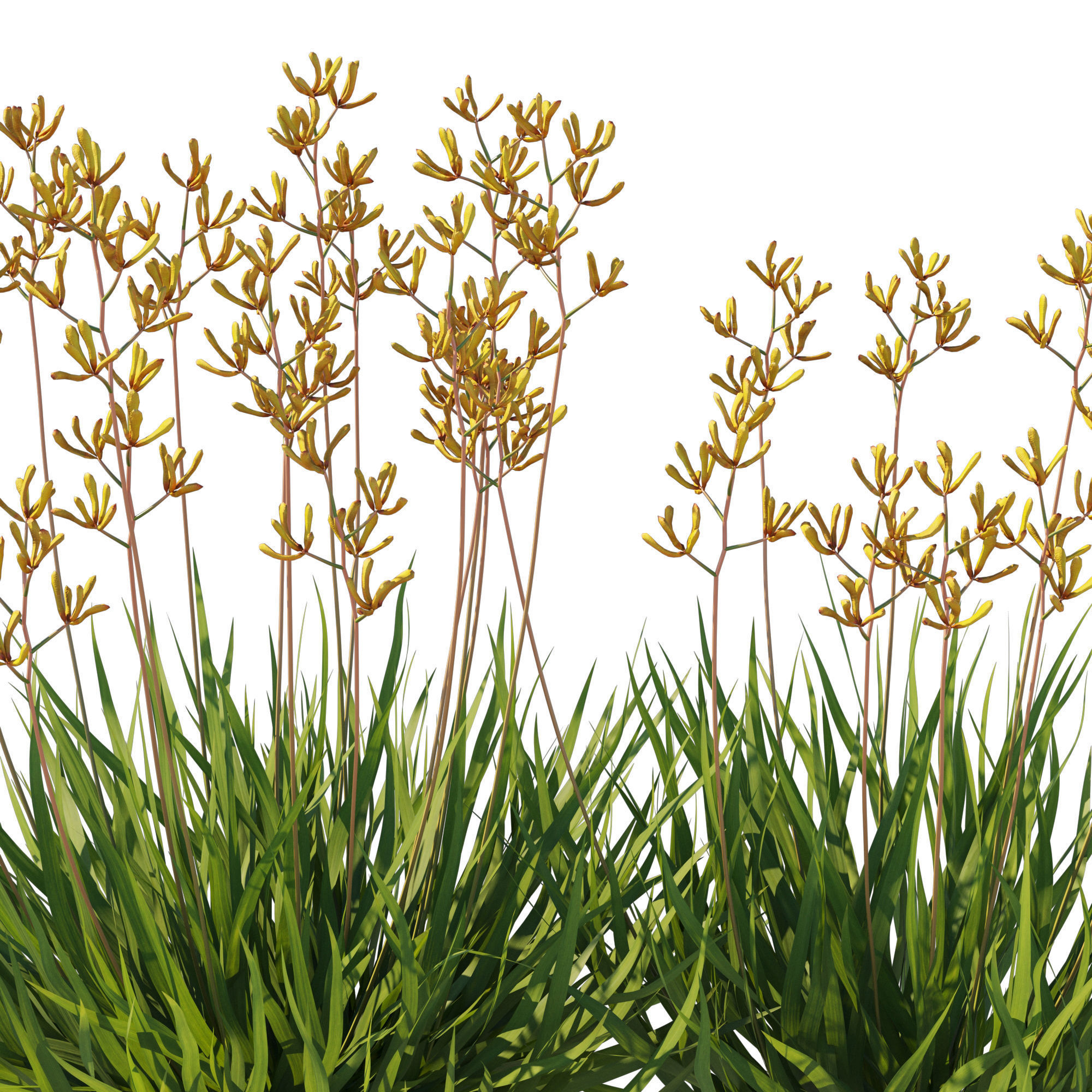 Anigozanthos Flavidus 02 3D model_3