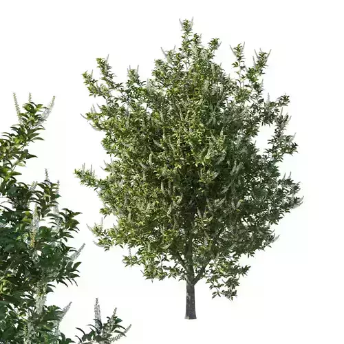 Prunus Lusitanica Tree